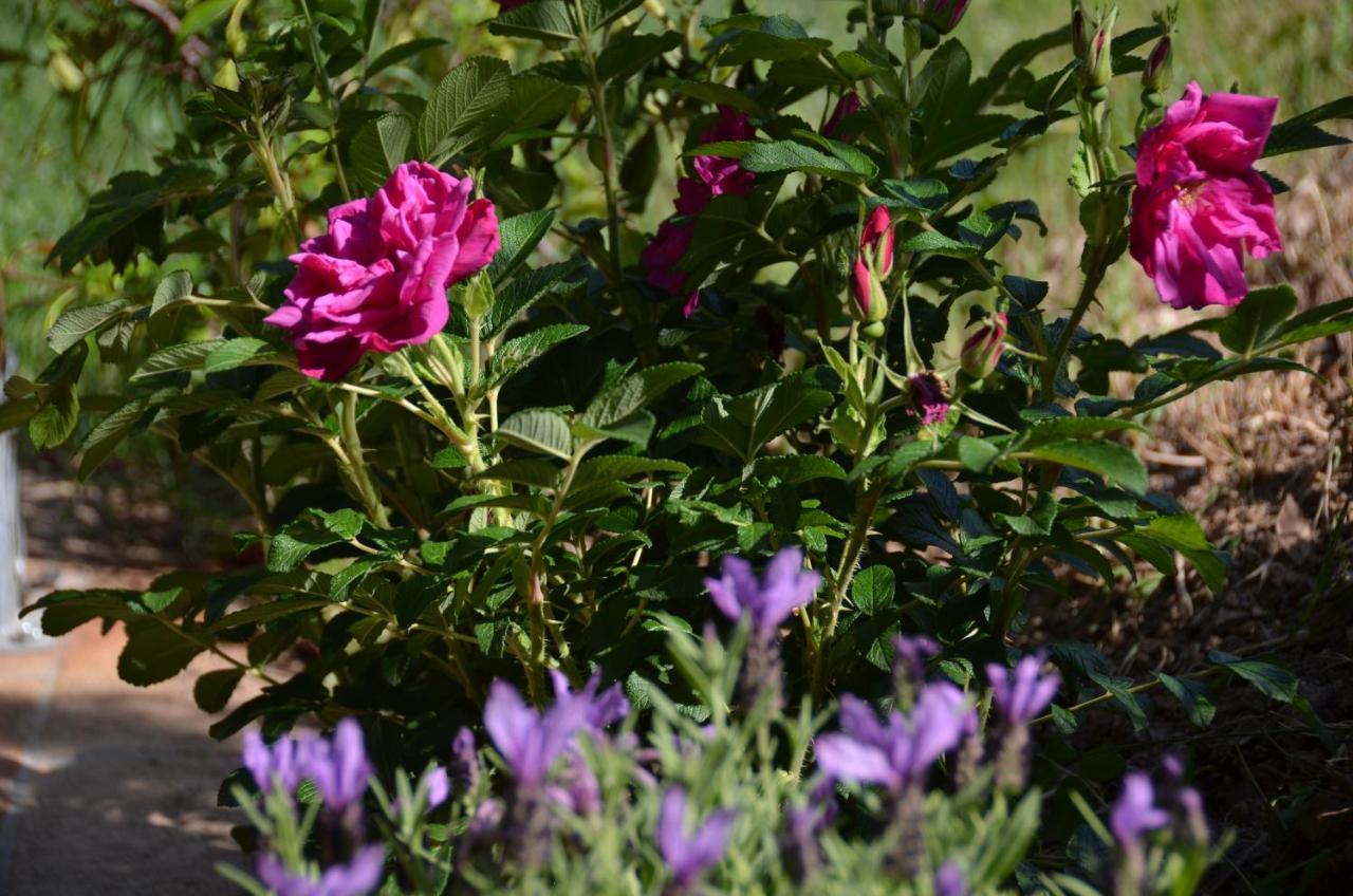Il Venaio Bed & Breakfast Massa Marittima Luaran gambar
